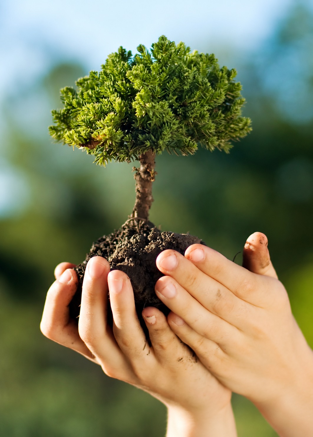 Mani che sostengono un piccolo albero con la terra e le radici.